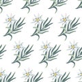 Edelweiss. Seamless botanical pattern with edelweiss flowers.